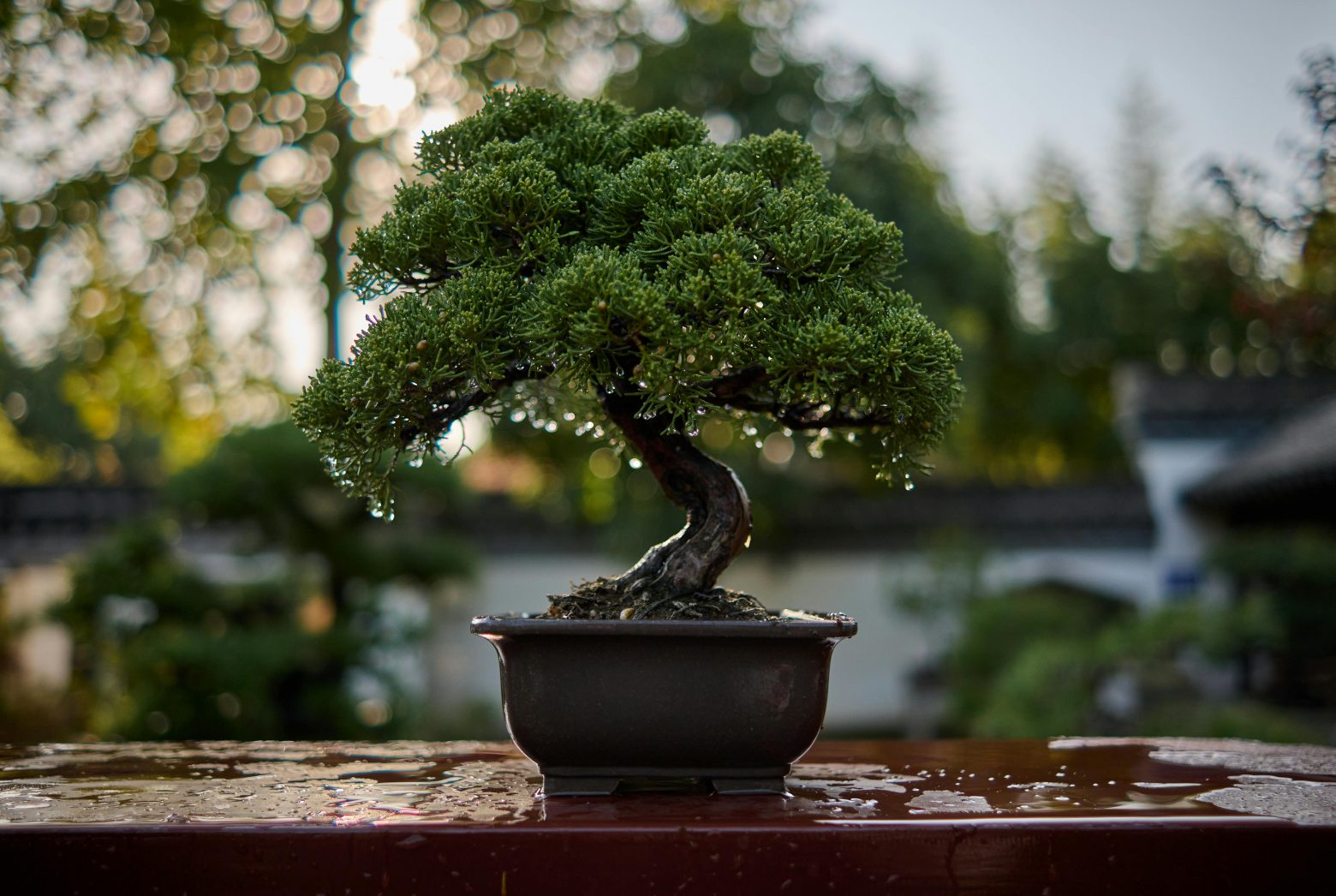 Pasión por los bonsáis: El arte de las macetas de bonsái
